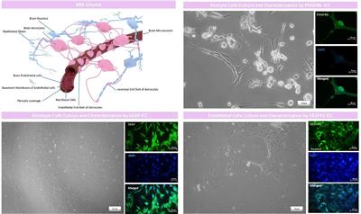 A dynamic study of VEGF-A siDOX-EVs trafficking through the in-vitro insert co-culture blood-brain barrier model by digital holographic microscopy